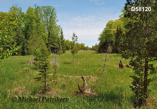 Wetland in Wolf Grove Preserve, Lanark County, Ontario, Canada